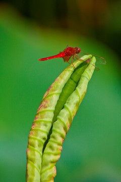 蜻蜓