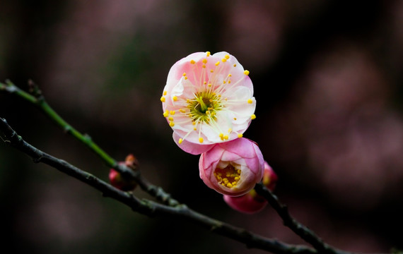 梅花 红梅花