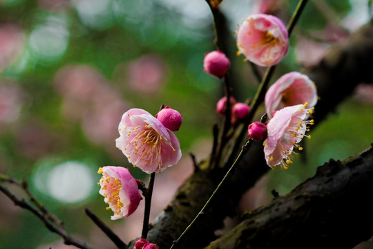 梅花 红梅花