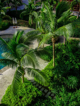 游泳池 椰树