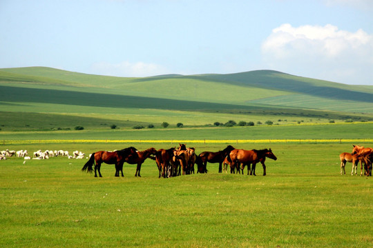 草原 马群 牧场 羊群