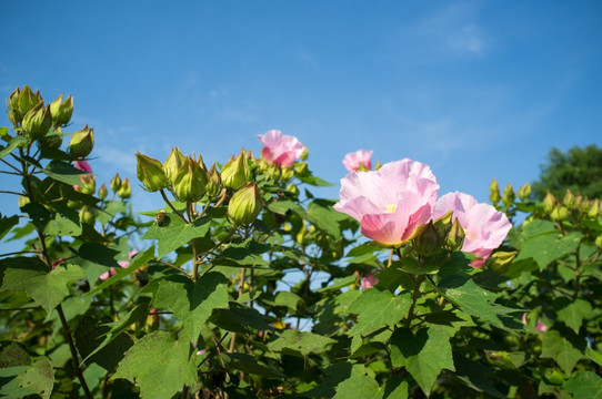 木芙蓉花