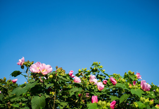 木芙蓉花