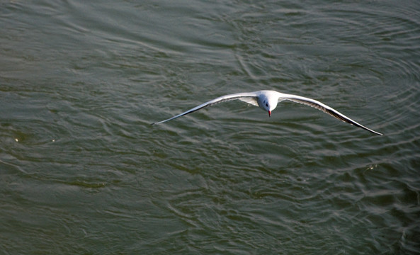 一只海鸥