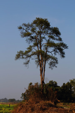 松树