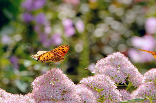 动物 昆虫 蝴蝶与花