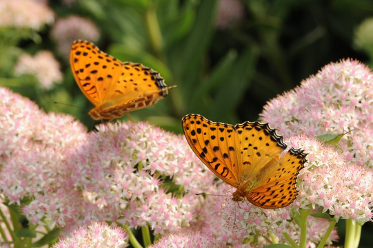 动物 昆虫 蝴蝶与花