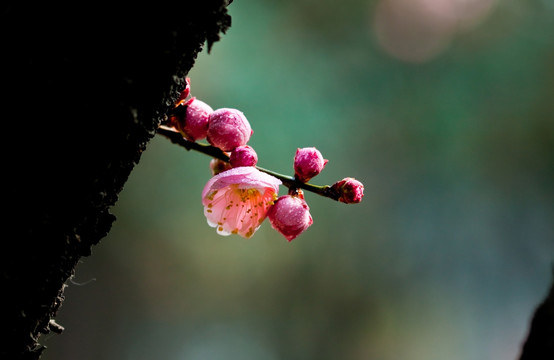 梅花 红梅花