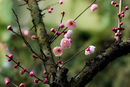 梅花 红梅花