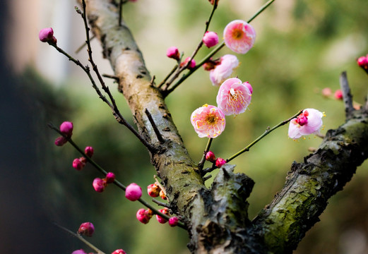 梅花 红梅