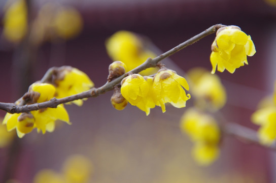 腊梅花