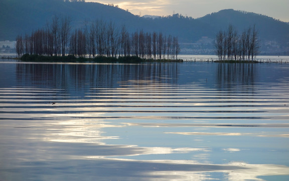 滇池湿地树影