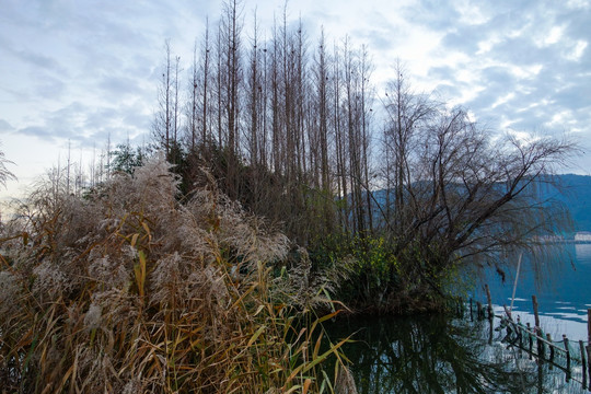 滇池湿地秋色