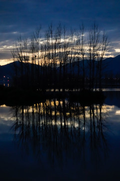 滇池湿地夜色树影