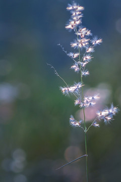 晨光下的花朵