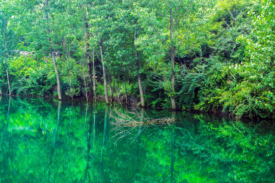 碧水 绿树