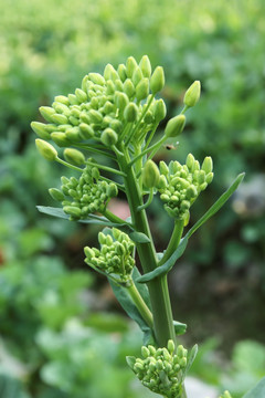 油菜花（花心）