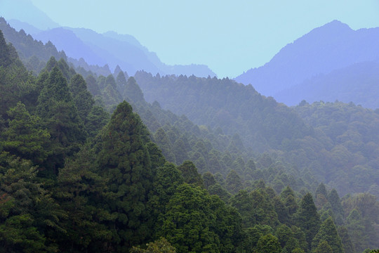 森林 山脉