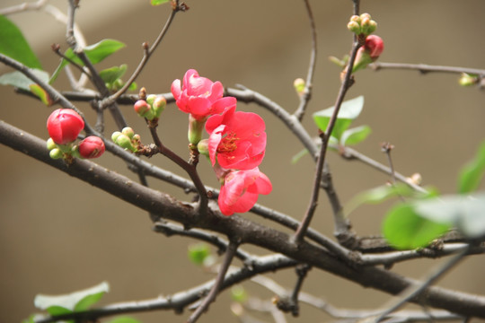 梅花 红梅