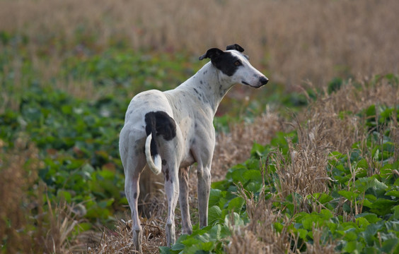 格力犬 灵缇犬