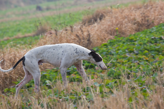 格力犬 灵缇犬