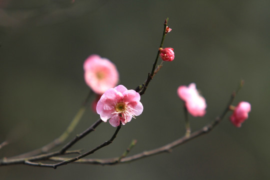 花卉 梅