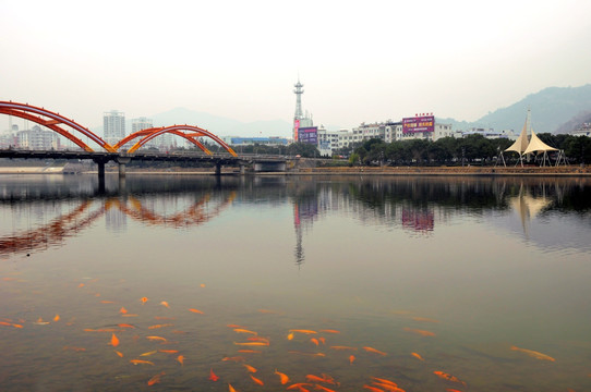 河流锦鲤