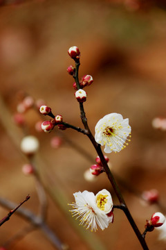 梅花