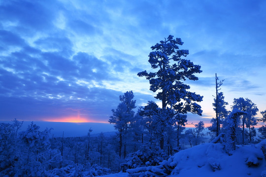 雪林晨光