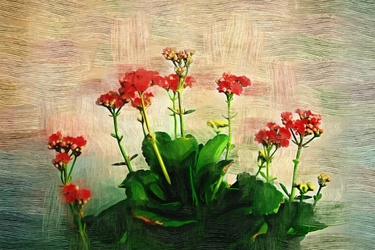 電腦油畫 花韻