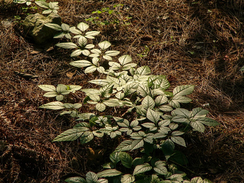 野草