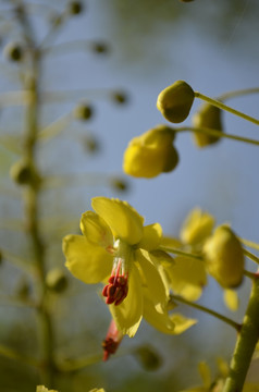 黄色药槐花