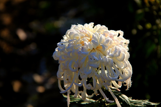 菊花