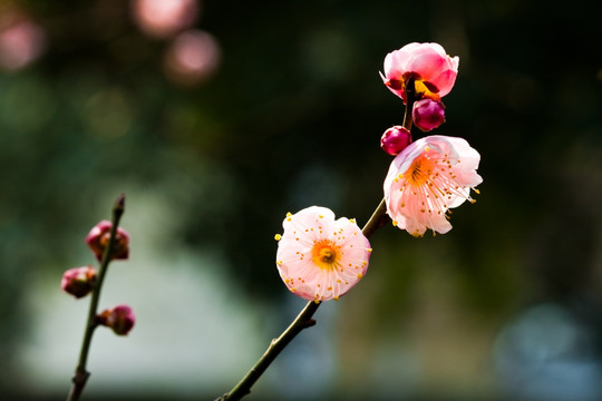 红梅 梅花