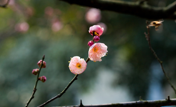 梅花 红梅