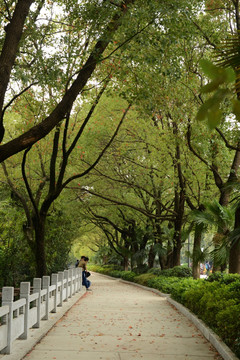 武汉大学 校园 林荫道