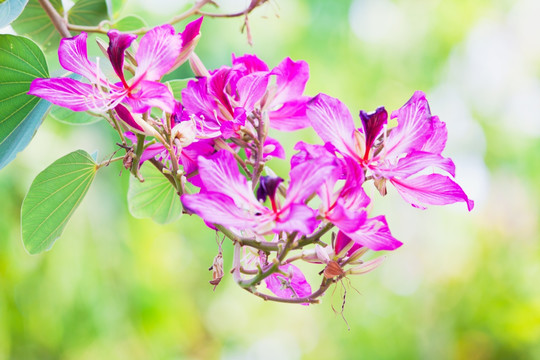 紫荆花 红花羊蹄甲