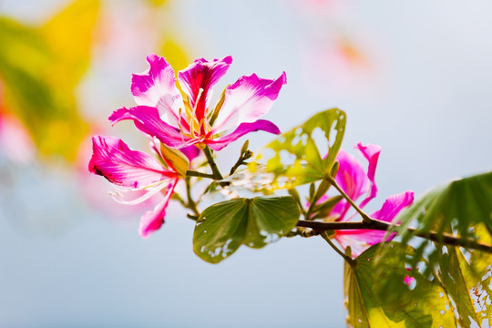 紫荆花 红花羊蹄甲