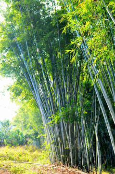 竹子 竹林 农村 植物 竹有节