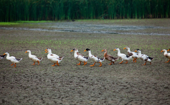 散养鸭 一群鸭