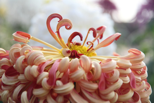 菊花 花卉 微距摄影