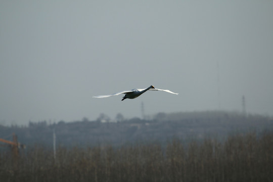 湿地飞鹅