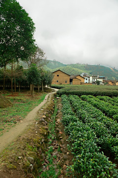 茶园 农舍 田园风光