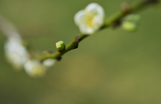 花蕾