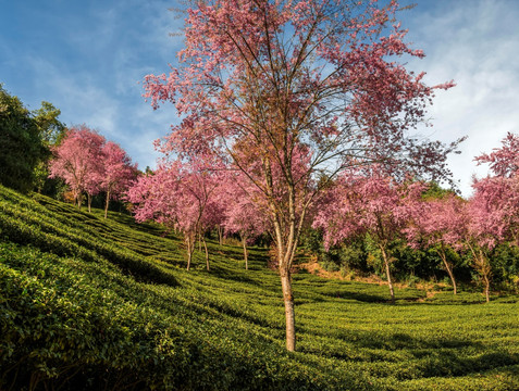 南涧无量山茶园