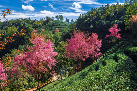 南涧无量山茶园