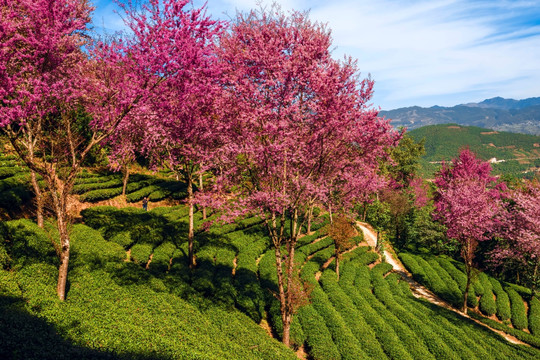 南涧无量山茶园