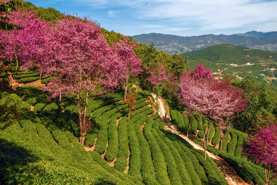 南涧无量山樱花