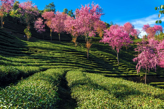 南涧无量山茶园