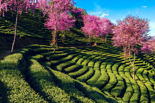 南涧无量山茶园